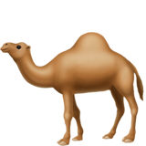 Одногорбый верблюд (Верблюд)