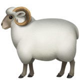 Овца (Голова овцы)